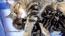 Кошка и котята