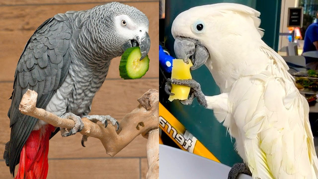 Who Wins: African Gray Parrot vs Umbrella Cockatoo