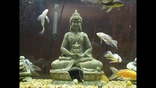 Фен-Шуй: аквариум и Будда