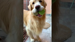Silly Doggo Catches Two Balls #shorts