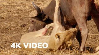 Lions Attempt to Take Down a Bull | 4K UHD | The Hunt | BBC Earth