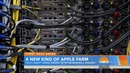NBC News: Apple Farm