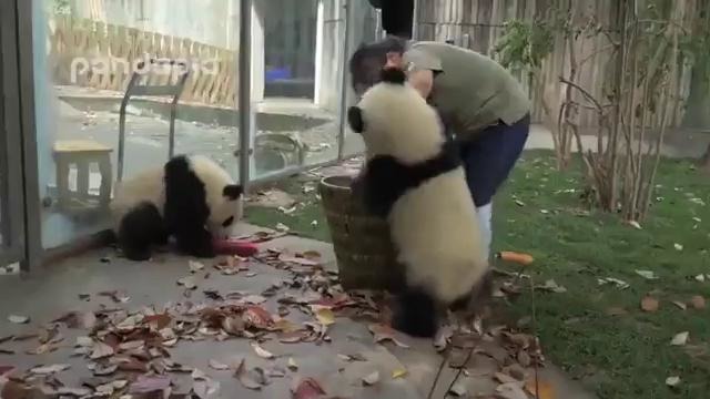 Панды мешают женщине выполнять свою работу