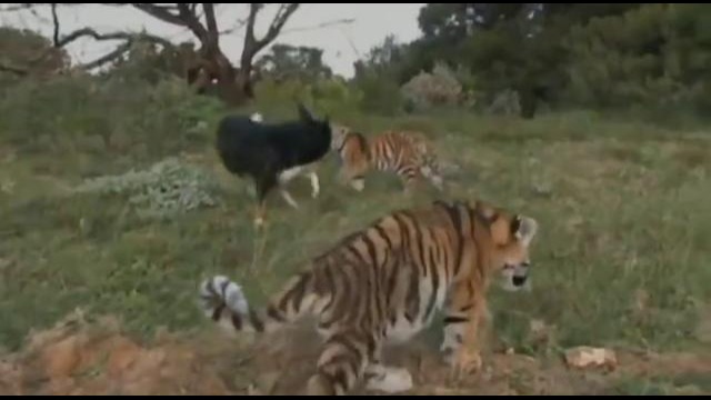 Колли пасет тигрят