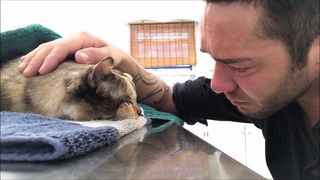 Душераздирающие моменты прощания хозяев с любимыми котами