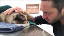 Душераздирающие моменты прощания хозяев с любимыми котами