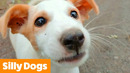 Funny Adorable Dogs | Funny Pet Videos