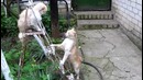 Котэ Брюса Ли