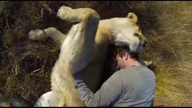 GoPro: Lion Hug