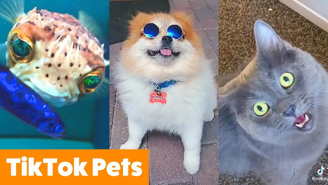 Silly TikTok Pets That Will Make You Laugh | Funny Pet Videos