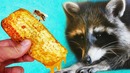 Реакция енота хайпа на пчелиные соты