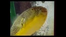 Подводное царство аквариума / Aquatic kingdom (серия 5, часть 1)
