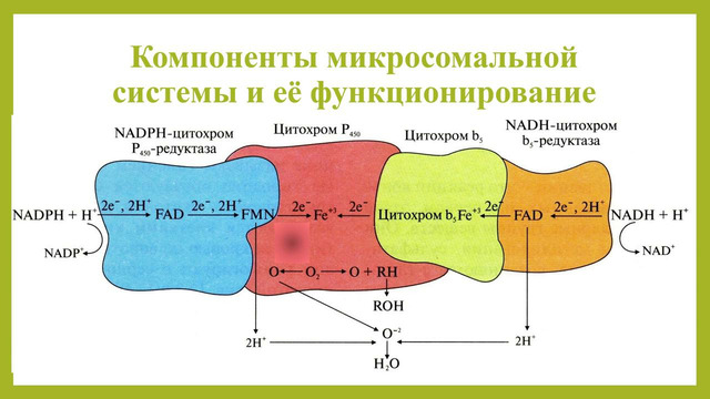 Обезвреживание метаболитов и чужеродных веществ печени