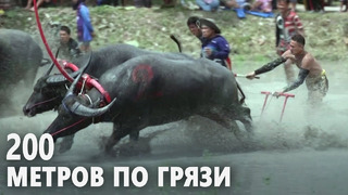 Гонки буйволов завораживают зрителей в Таиланде