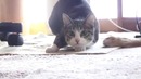 Спорим? что этот Kотик танцует лучше чем ты!: 3