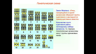 Сцепленное наследование