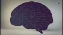 Миф о работе мозга