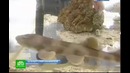 Зубастые акулята прыгают за креветками прямо в тарелку