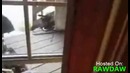 Кот охраняет дом от медведя