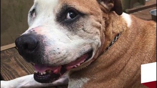 5 собак, которые спасли людям жизнь