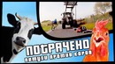 Петухи против коров | ПОТРАЧЕНО