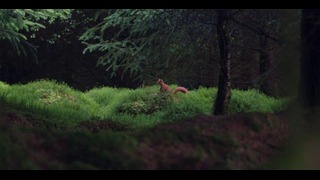 A Sense of Place – #1: Argyll Forest Park