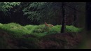A Sense of Place – #1: Argyll Forest Park