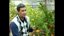 "YASHIL SAYYORA" кўрсатувида мандарин етиштириш мавзуси