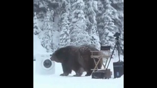 Где то в сибири медведь боюсь