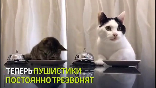 Житель Японии научил котиков просить лакомство с помощью звонка