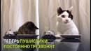 Житель Японии научил котиков просить лакомство с помощью звонка