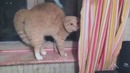 Чуть кота не довели до инфаркта