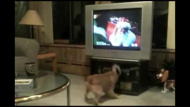 Собачка влюбилась в эльфа в телевизоре