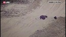В ХМАО бездомный пёс подружился с медведем