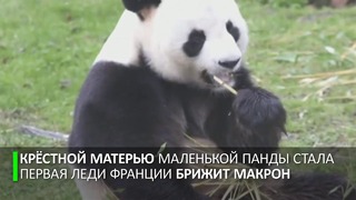 Пусть исполняются мечты: детёныш панды собирает посетителей у своего вольера