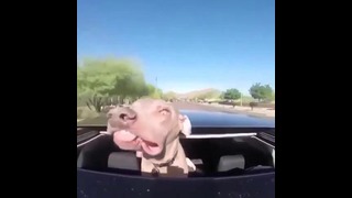 Собака на Машине