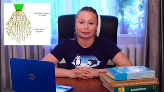 Биология – Однодольные и двудольные растения. Урок биологии №77