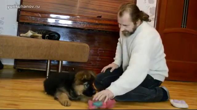Как отучить щенка грызть вещи