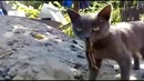 Кот поймал ящерицу, но