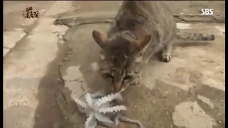 Кот VS осьминог