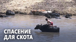 В Турции буйволы охлаждаются в жару в специальных прудах
