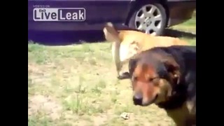 Полицейские собаки разбивают кошачью борьбу