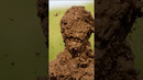 Mud fight GONE BAD