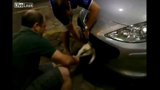 Улыбка Peugeot спасла собаку