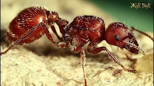 10 необычных муравьев мира