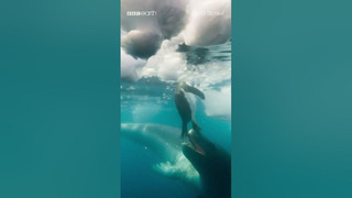 Seal vs Penguin | BBC Earth