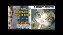 Лютые приколы. Котэ под валерьянкой