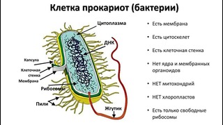 Биология – Строение клетки (9 класс)