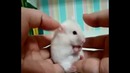 Самое короткое видео и самое смешное Youtub’a The shortest video on Youtube
