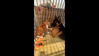 Funny animals – Cats and Dogs / Funny animal videos #5